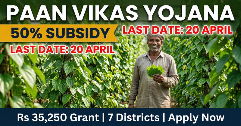 Bihar Paan Vikas Yojana 2026 - 50% Subsidy, Rs 35,250 Grant for Betel Farming